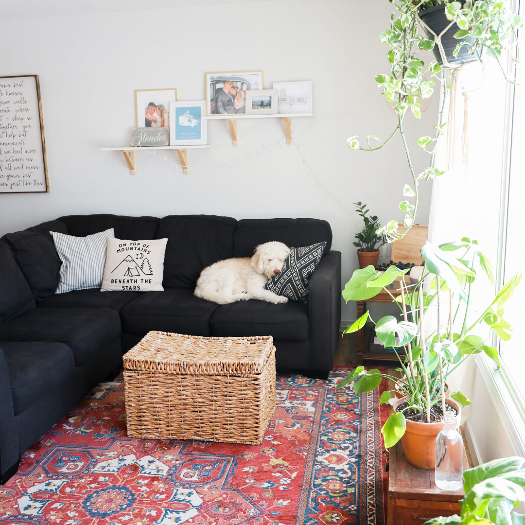 Cozy minimal store living room